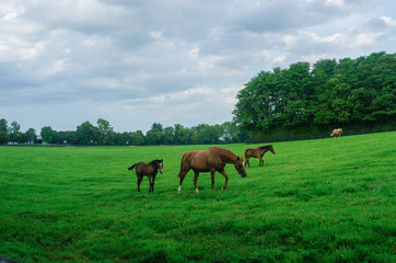 Fototapeta na wymiar Horses in Kentucky