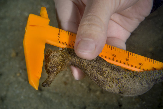 Measuring yellow seahorse