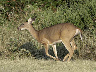 White-tailed deer