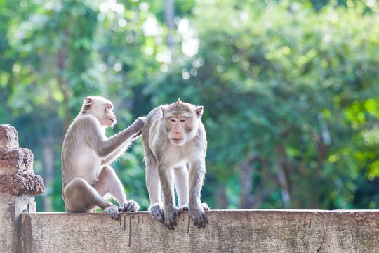 Monkeys checking for fleas and ticks on concrete fence in the park