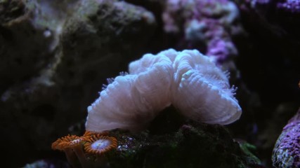 Beautiful coral reef. Underwater life in the ocean. 