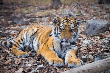 A beautiful lonely cub of a tiger lies on leaves