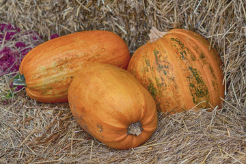 Three pumpkins on straw in a barn. Halloween