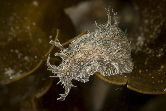 Ragged sea hare