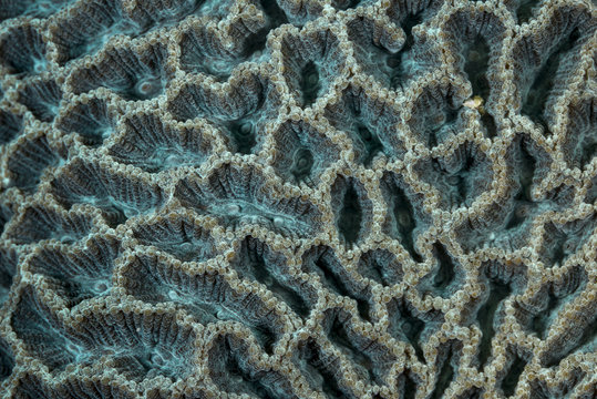 Close up of stony corals
