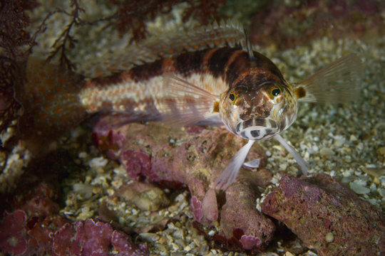 U mark sandperch