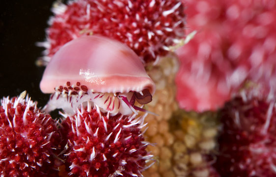 Allied cowrie in sea