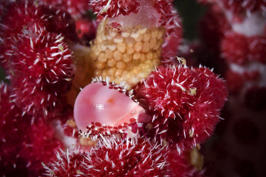 Allied cowrie snail