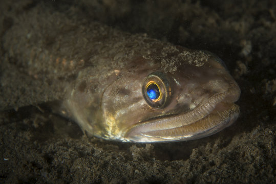 Slender lizardfish
