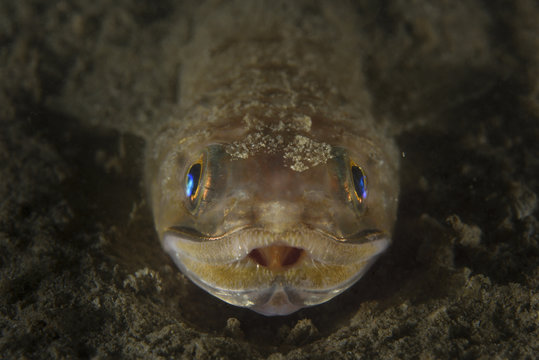 Slender lizardfish