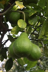 green citrus fruits pomelo on tree