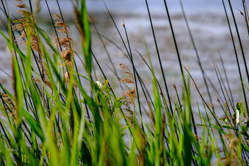 Obraz premium water grass and bents in summer on a blur background on the lake shore