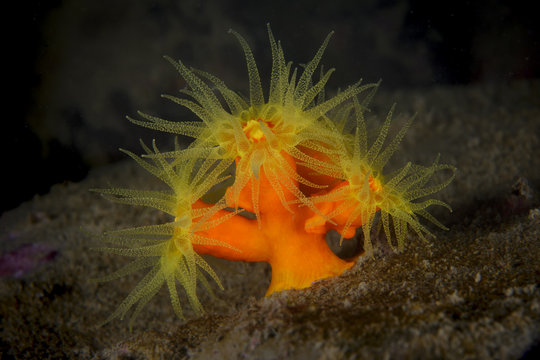 Yellow tube coral
