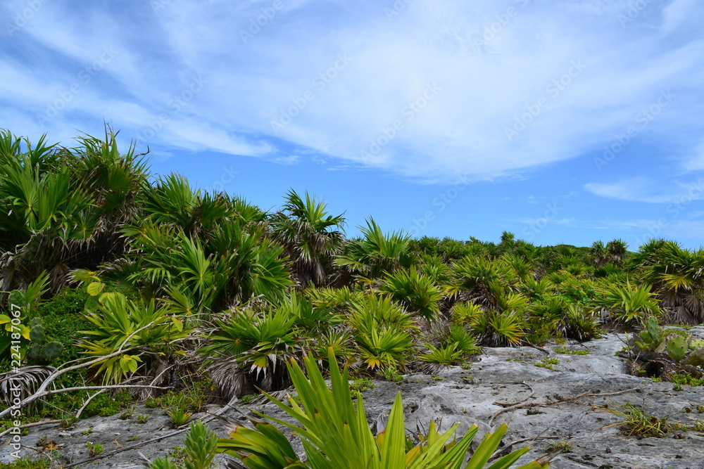 Canvas Prints tulum 5