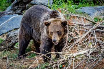 Fototapeta premium Ours brun