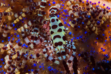 Coleman Shrimp Periclimenes colemani