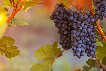 Bunch of grapes on a vineyard during sunset.