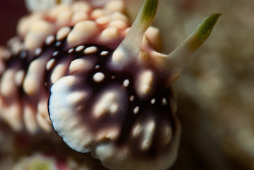 Chromodoris geometrica nudibranch