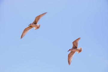 Obraz premium bird, sky, gull, flight, fly, blue, nature, wings, gulls, animals, sea, birds, white, freedom, wing, wildlife, wild, feather, ocean, beak