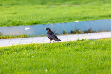 Crow on field