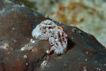Christmas Tree Worm Spirobranchus giganteus