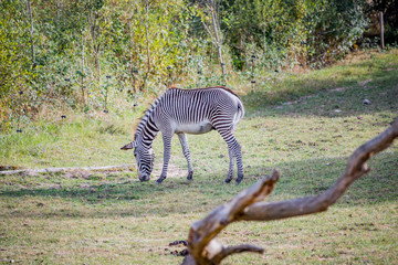 Fototapeta premium Le Zèbre