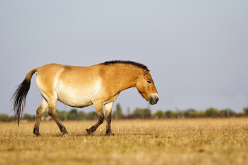 Naklejka na ściany i meble Equus przewalskii, wild Horse