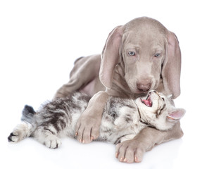 angry kitten with a weimaraner puppy. isolated on white background