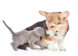 Corgi puppy sniffing tiny kitten. isolated on white background