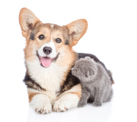 corgi puppy with open mouth lying with funny kitten. Isolated on white background