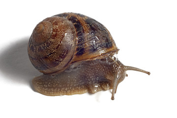 Close-up of a snail on white background