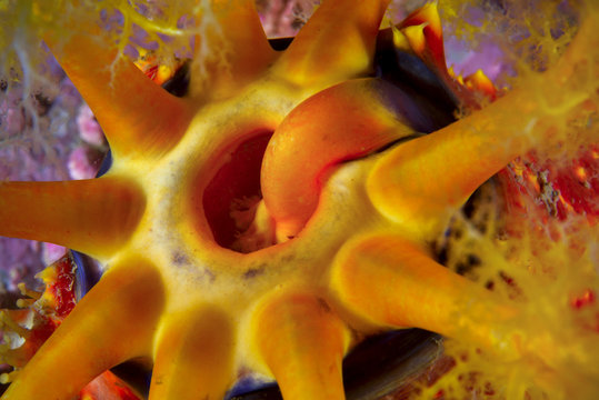 Close up of sea apple in sea