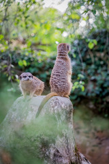 Suricates
