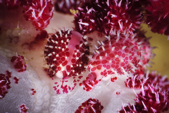 Allied cowrie