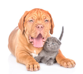 Bordeaux puppy dog embracing funny kitten. isolated on white background