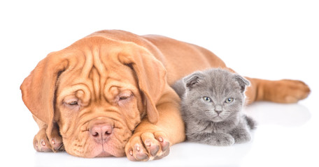 Sad bordeaux puppy dog lying with tiny kitten. isolated on white background