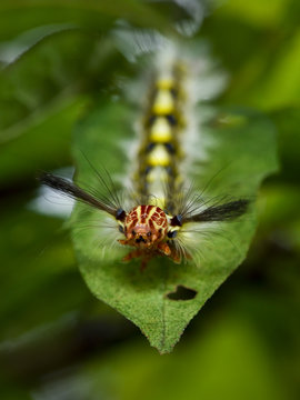Lappet moth caterpillar