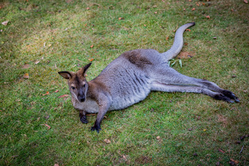 Wallaby à cou rouge