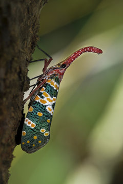 Lantern bug