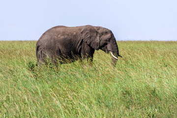 Naklejka na ściany i meble A big lonely elephant in the grass on the savannah in Serengeti, Tanzania.