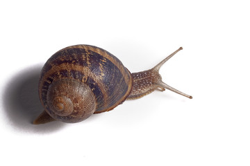 Close-up of a snail on white background