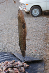 つるされた雷魚