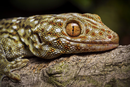 Tokay gecko