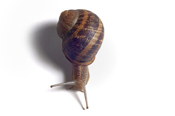 Close-up of a snail on white background