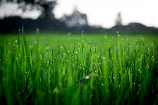 Nature photography is a wide range of photography taken outdoors and devoted to displaying natural elements such as landscapes, wildlife, plants, and close-ups of natural scenes and textures.
