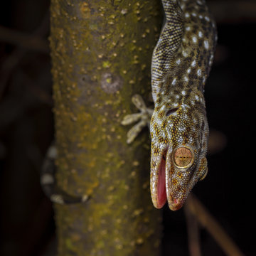 Tokay gecko