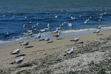 Many gulls on the sea coast. Blue sea and white birds