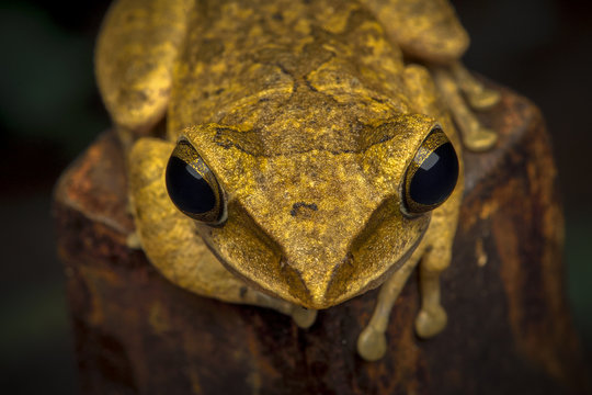 Brown tree frog on tree stump at night