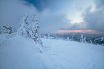 Snowy mountains an threes