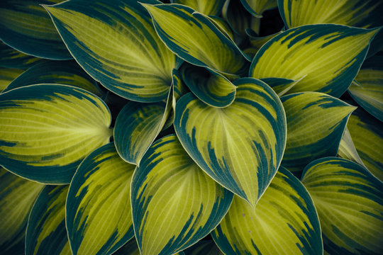 Nature photography is a wide range of photography taken outdoors and devoted to displaying natural elements such as landscapes, wildlife, plants, and close-ups of natural scenes and textures.